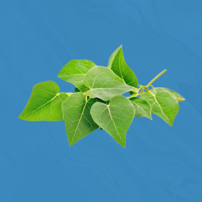 Gymnema Sylvestre