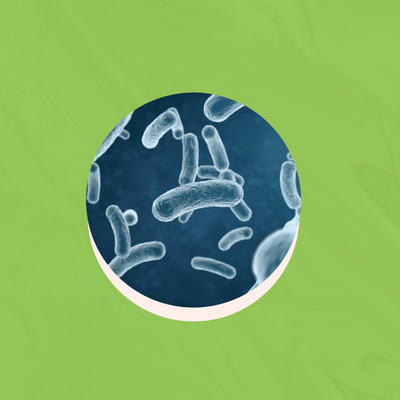 Lactobacillus Acidophilus