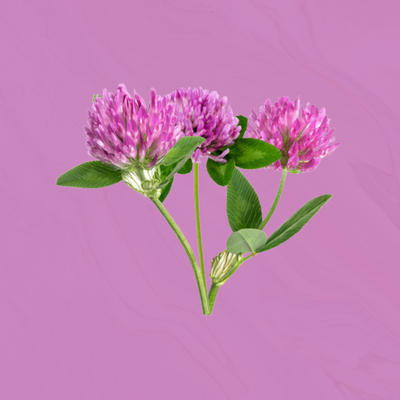 Red Clover