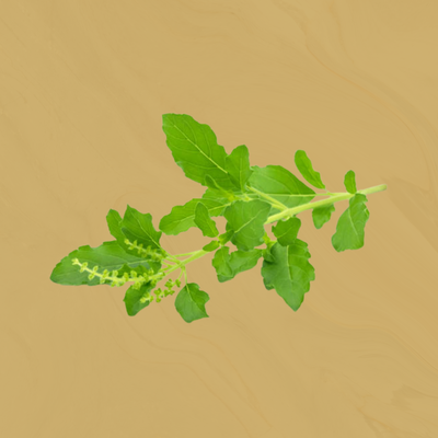 Holy Basil